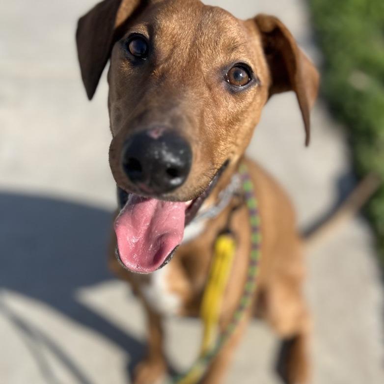 Enlarge Rico C000-419 - Chino Hills Location, a Adoptable mixed breed in Chino Hills, CA image 2/6