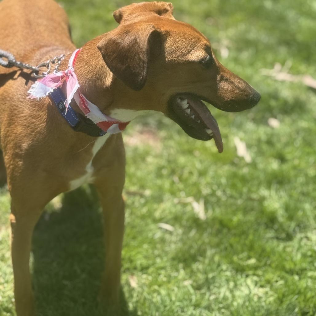 Enlarge Rico C000-419 - Chino Hills Location, a Adoptable mixed breed in Chino Hills, CA image 3/6