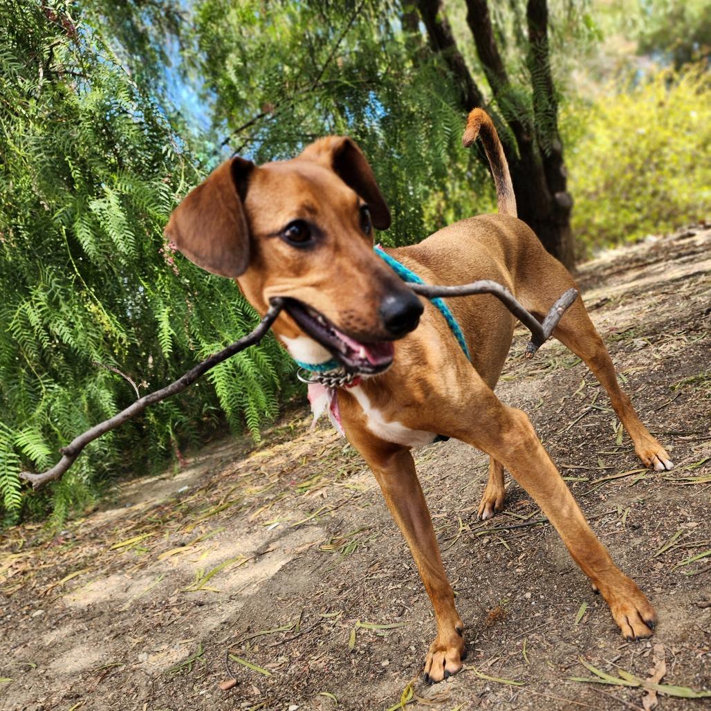 Enlarge Rico C000-419 - Chino Hills Location, a Adoptable mixed breed in Chino Hills, CA image 4/6