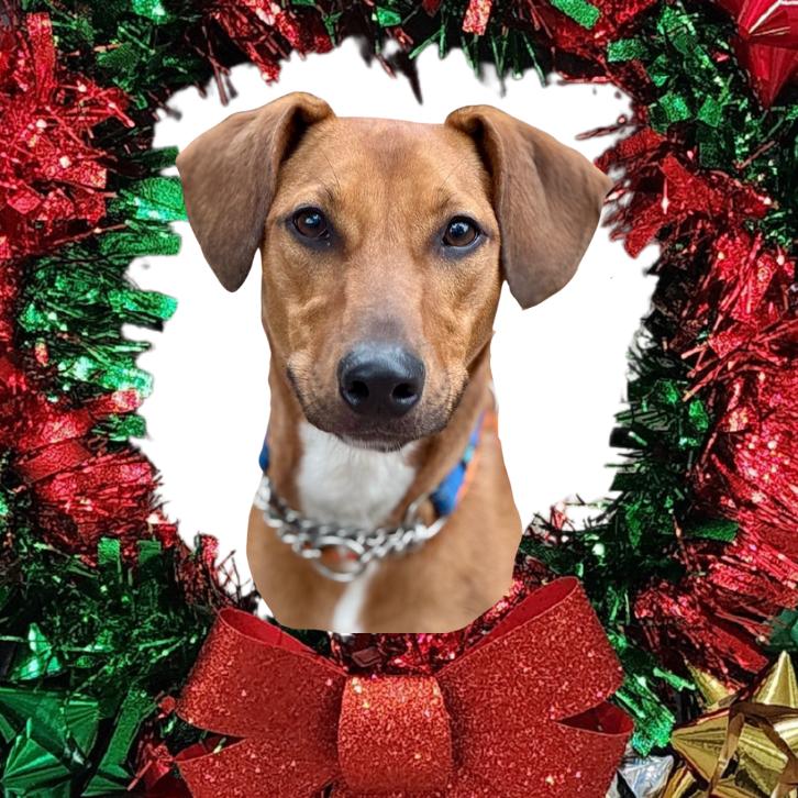 Enlarge Rico C000-419 - Chino Hills Location, a Adoptable mixed breed in Chino Hills, CA image 5/6