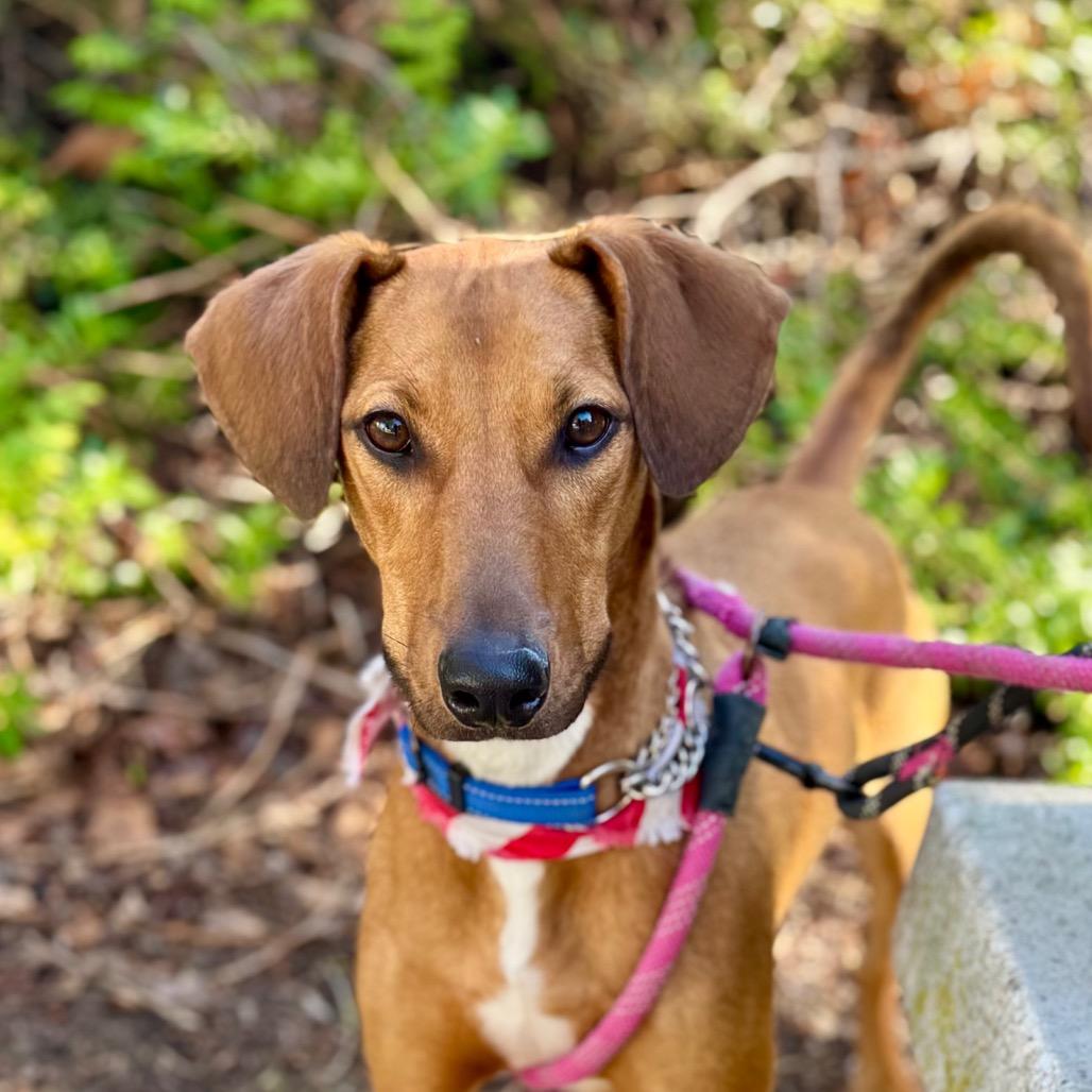 Enlarge Rico C000-419 - Chino Hills Location, a Adoptable mixed breed in Chino Hills, CA image 6/6