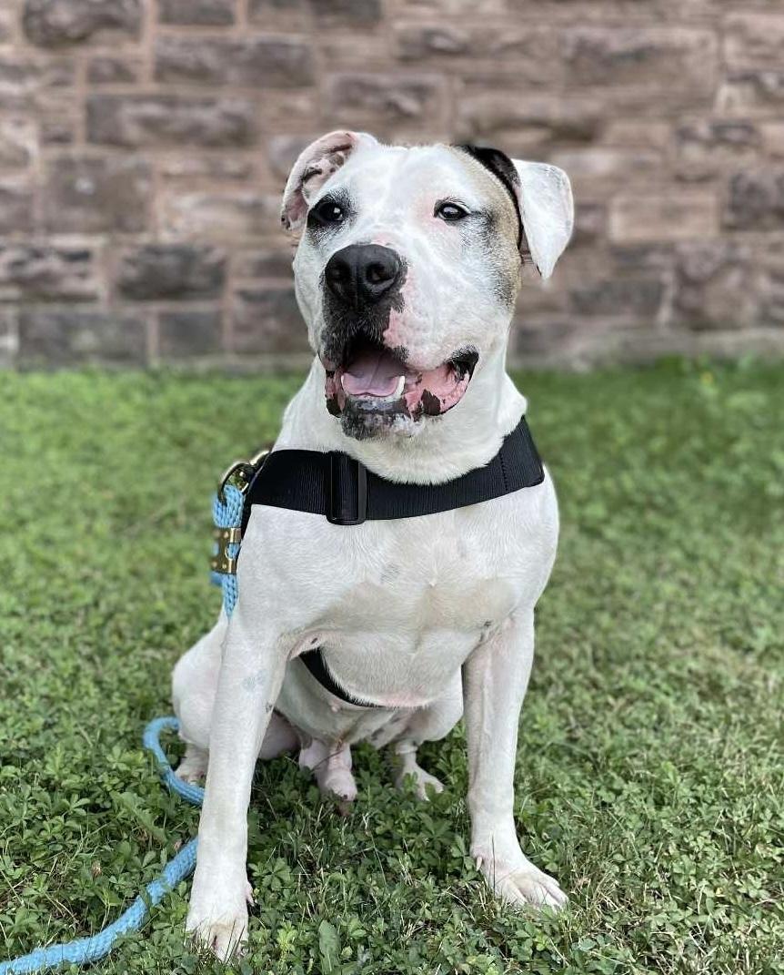 Bram, a Adoptable mixed breed in Buffalo, NY image 5/6