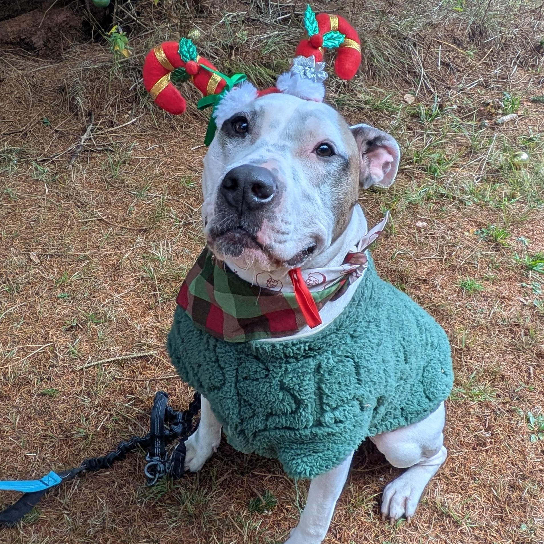 Bram, a Adoptable mixed breed in Buffalo, NY image 2/6