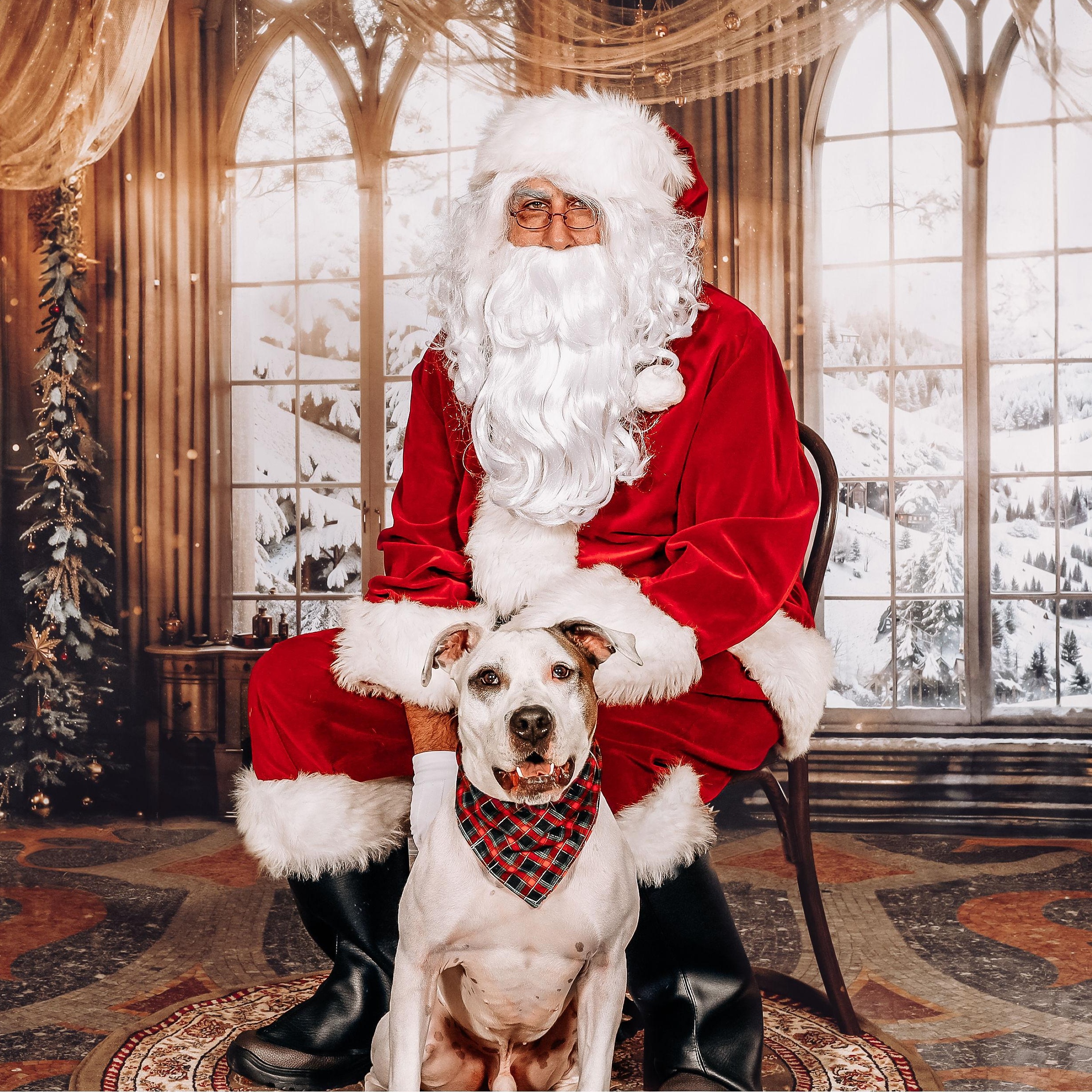 Bram, Adoptable, Young Male American Bulldog.