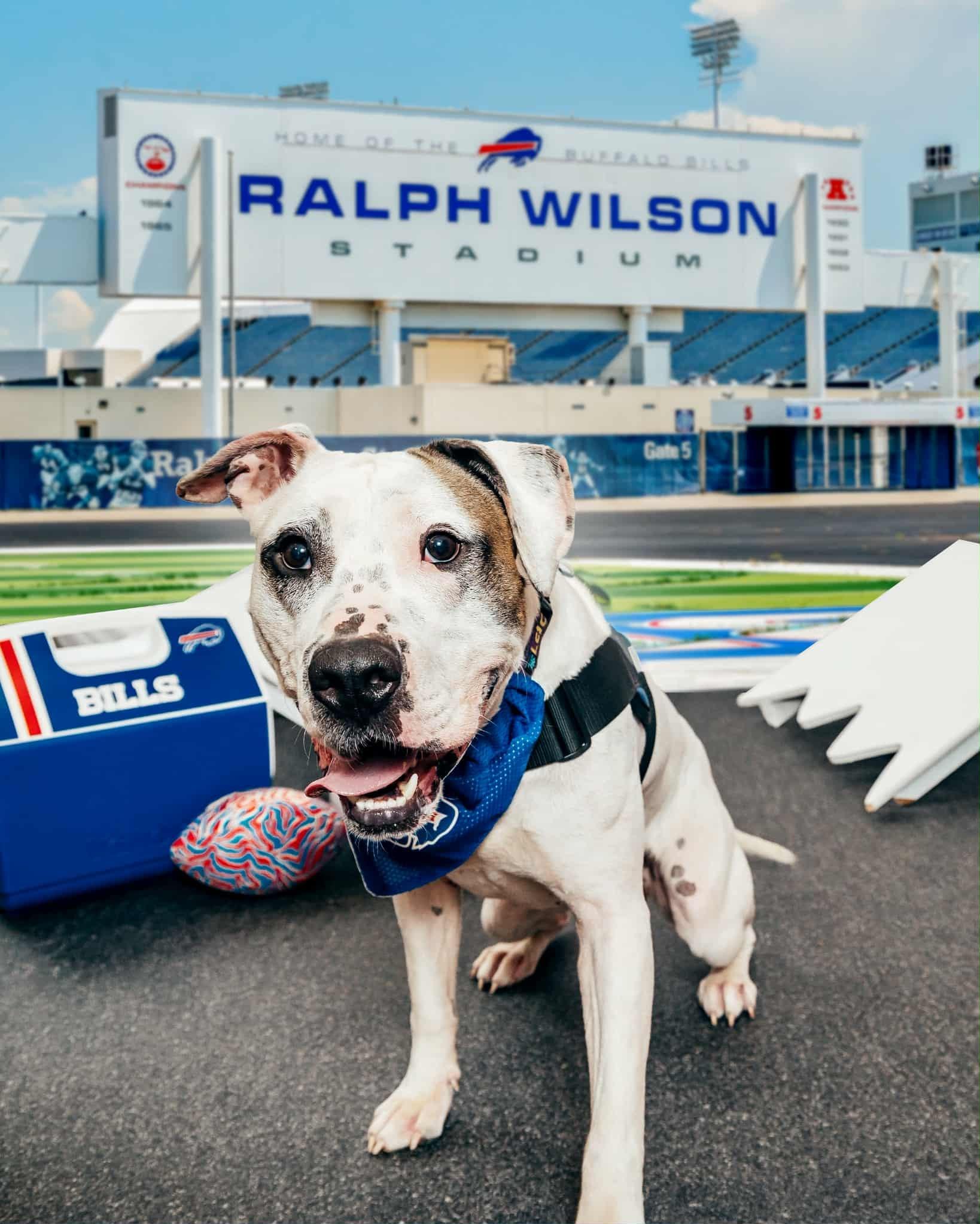 Bram, a Adoptable mixed breed in Buffalo, NY image 4/6