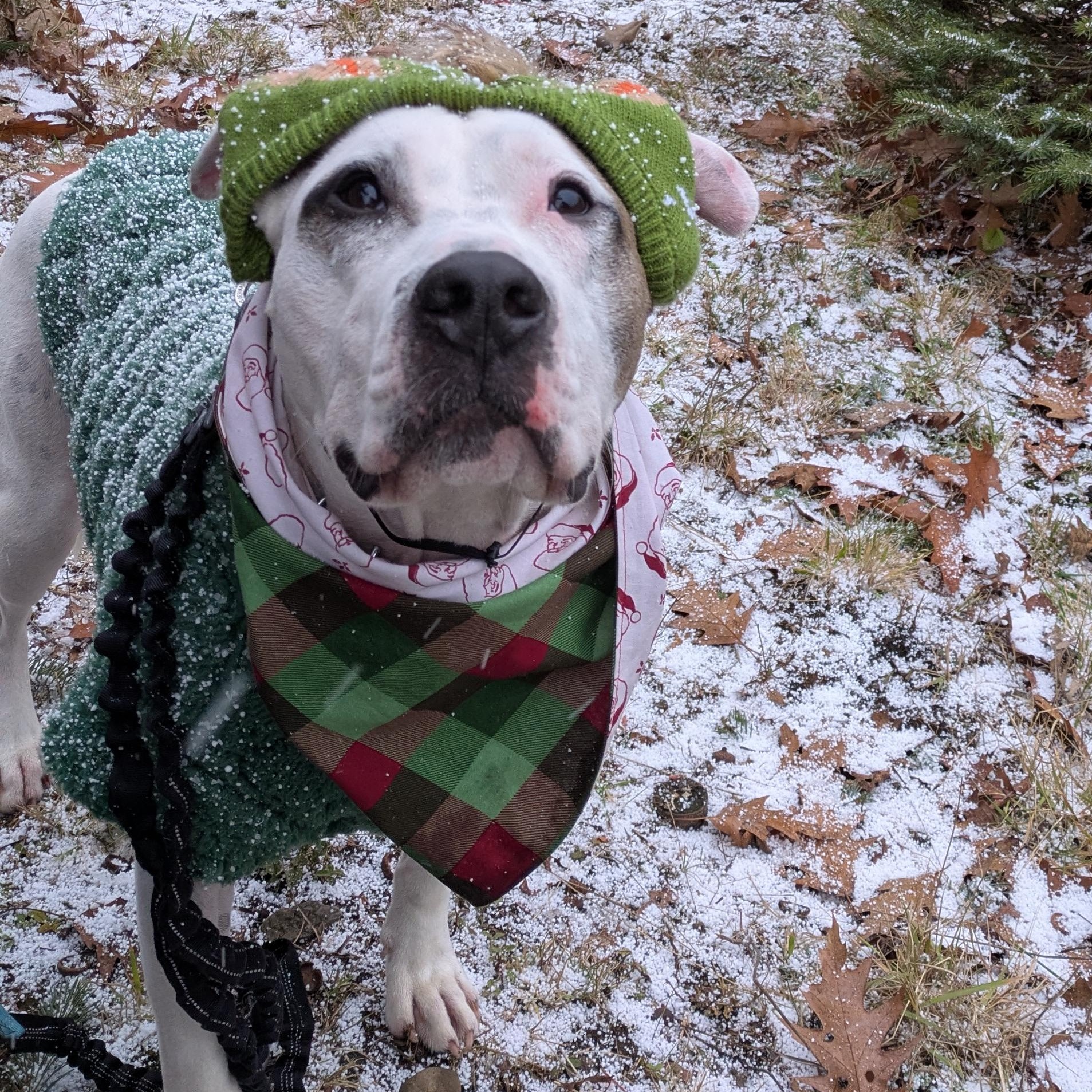 Bram, a Adoptable mixed breed in Buffalo, NY image 6/6