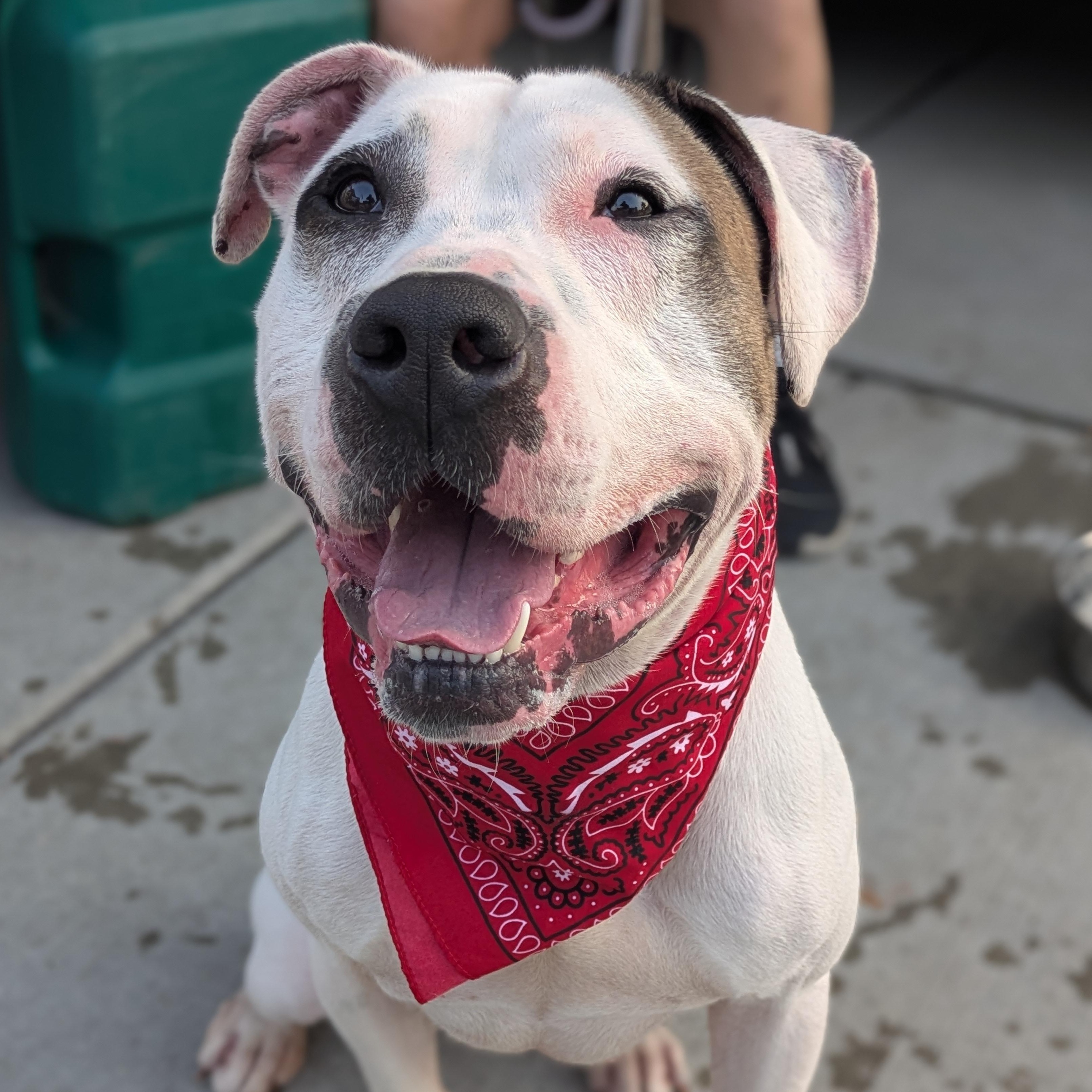 Bram, a Adoptable mixed breed in Buffalo, NY image 3/6