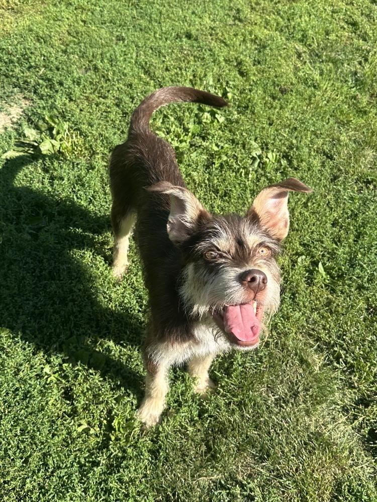 Enlarge Jasper, a Adoptable mixed breed in Akron, OH image 1/3