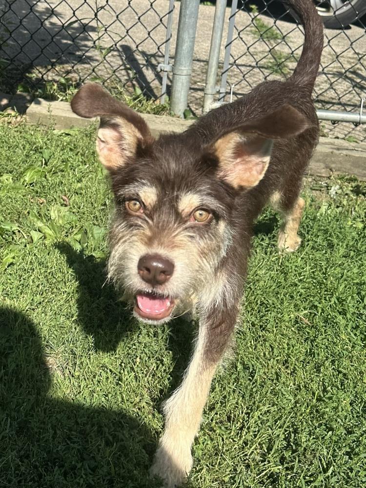 Enlarge Jasper, a Adoptable mixed breed in Akron, OH image 2/3