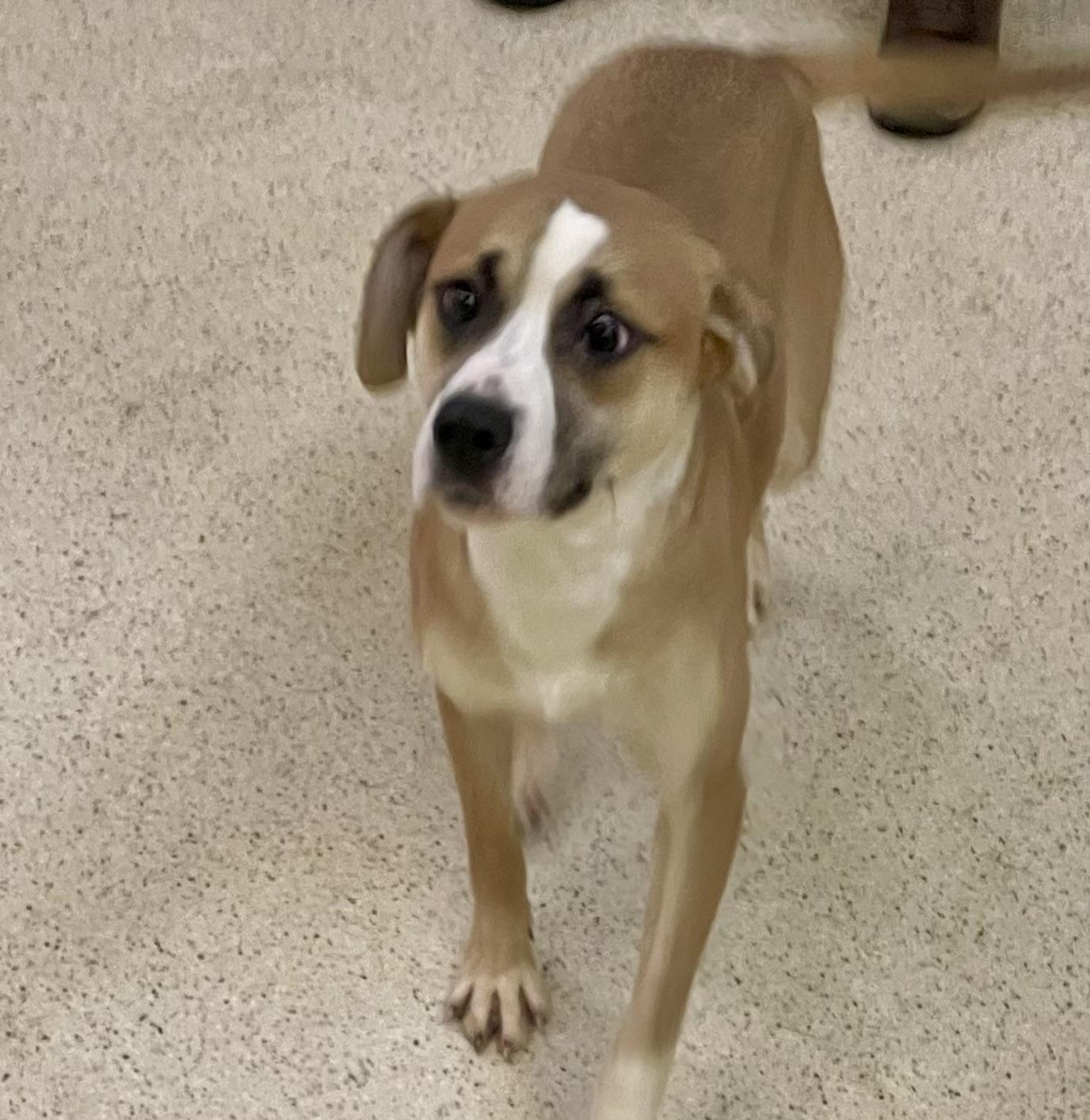 Enlarge Artemis, an adoptable mixed breed in Muncie, IN image 5/6