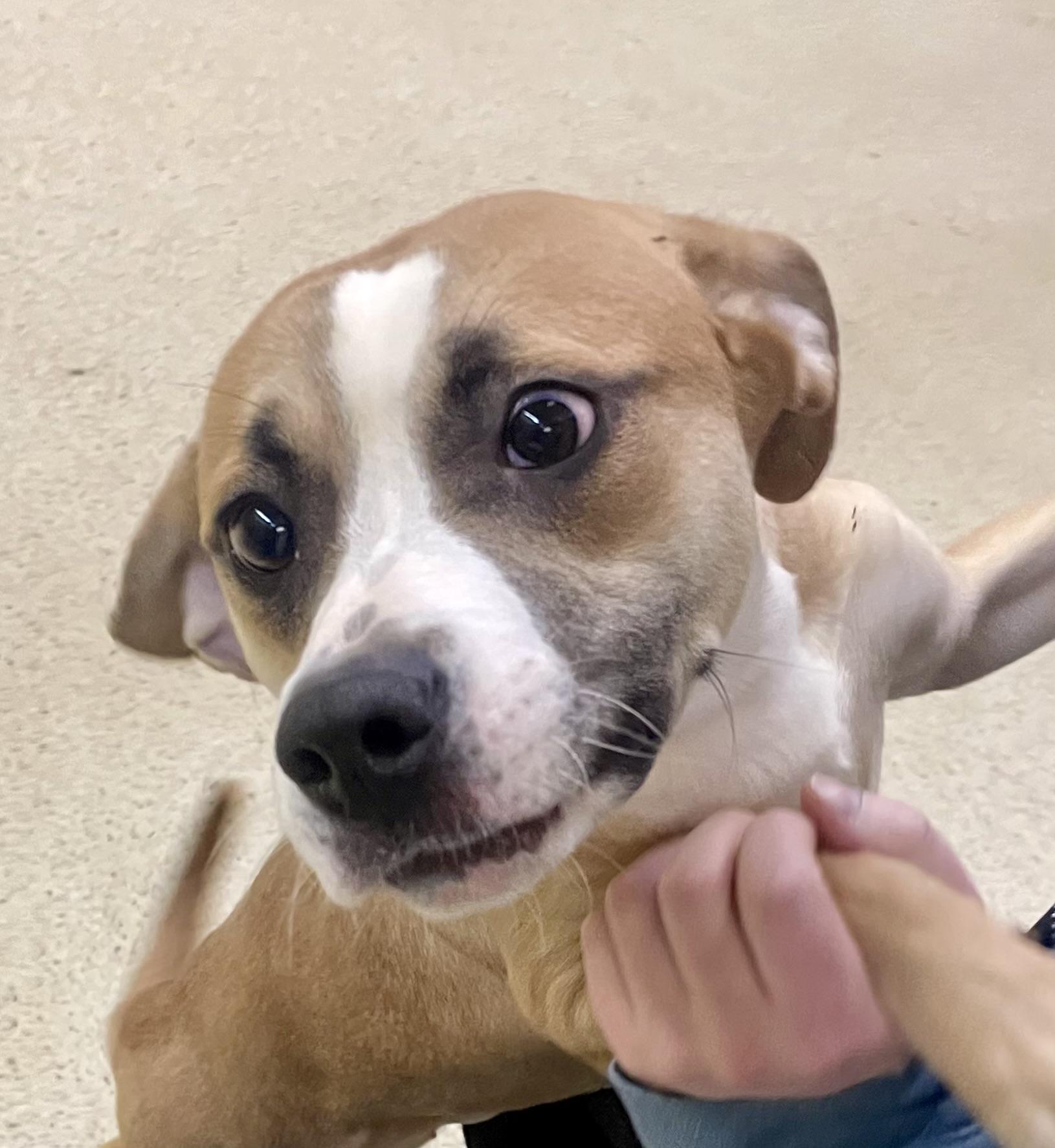 Enlarge Artemis, an adoptable mixed breed in Muncie, IN image 2/6