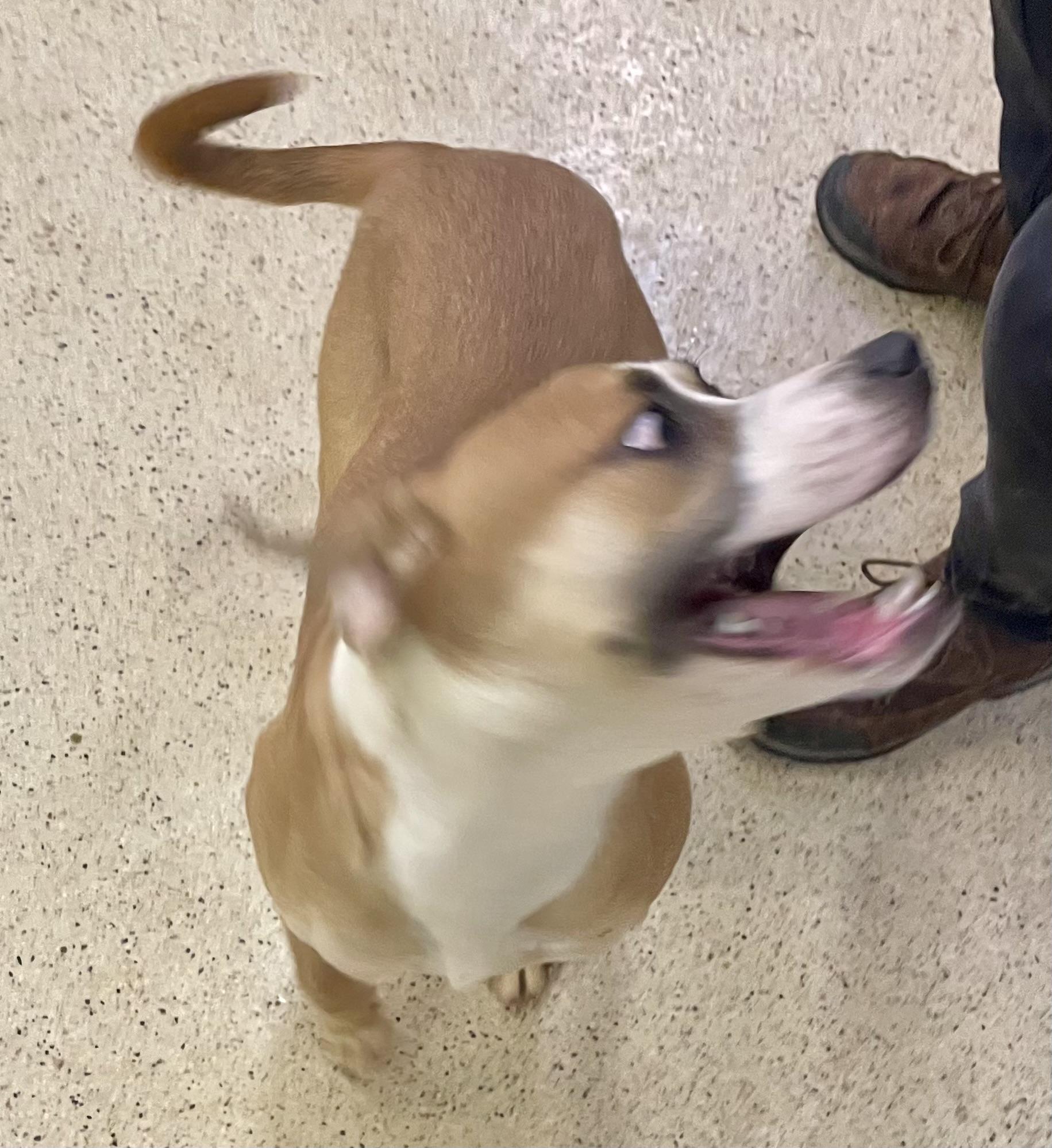 Enlarge Artemis, an adoptable mixed breed in Muncie, IN image 6/6