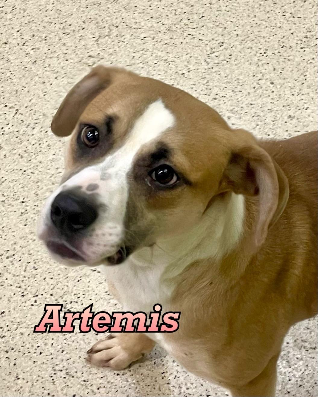 Enlarge Artemis, an adoptable mixed breed in Muncie, IN image 1/6