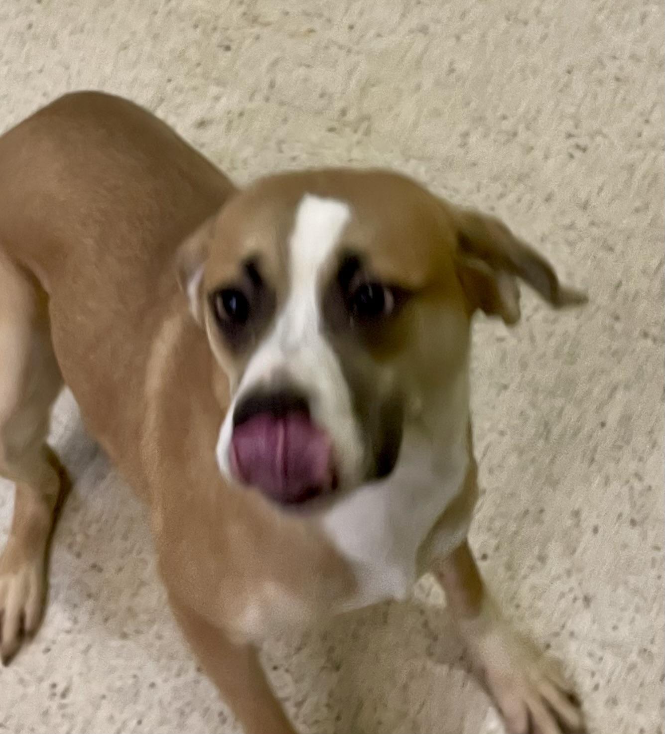 Enlarge Artemis, an adoptable mixed breed in Muncie, IN image 3/6