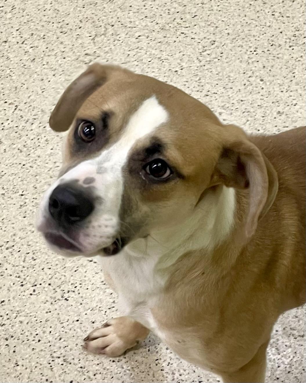 Enlarge Artemis, an adoptable mixed breed in Muncie, IN image 4/6