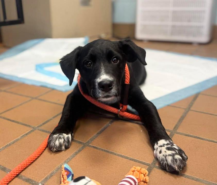 Enlarge Marty, a Adoptable Labrador Retriever in Stamford, CT image 1/1