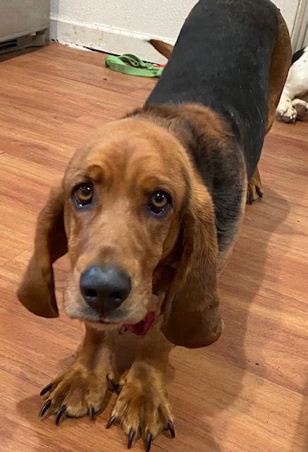 Enlarge Pops (Sonora), a Adopted Basset Hound in Petaluma, CA image 1/2