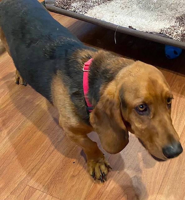 Enlarge Pops (Sonora), a Adopted Basset Hound in Petaluma, CA image 2/2