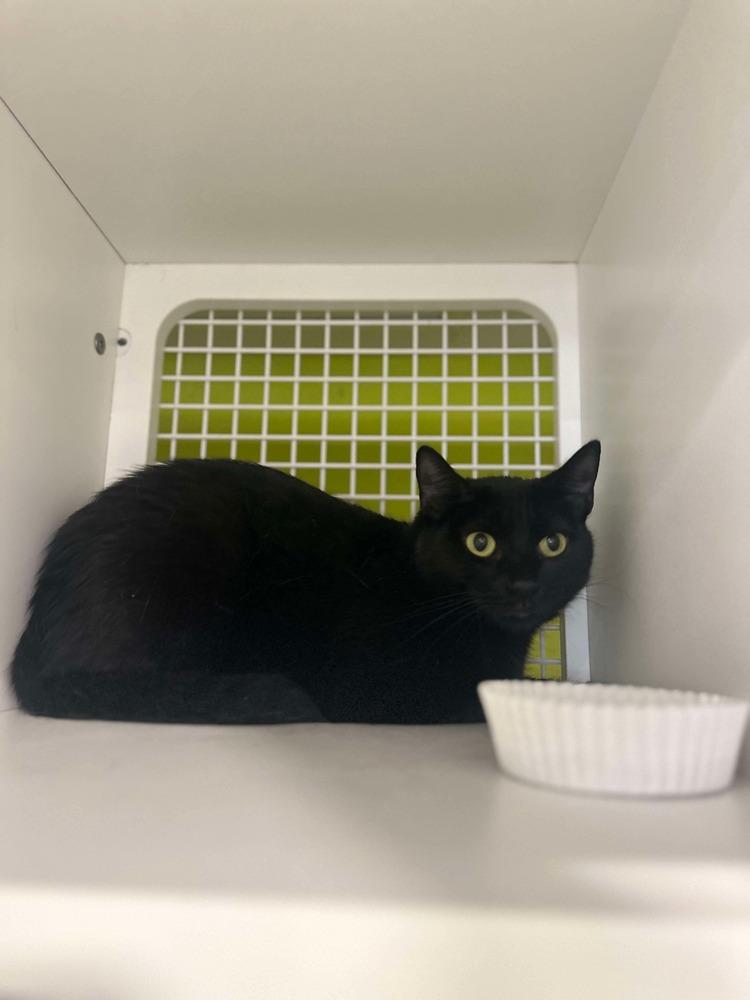 Mama Slipper 2024, Adoptable, Adult Female Domestic Long Hair.