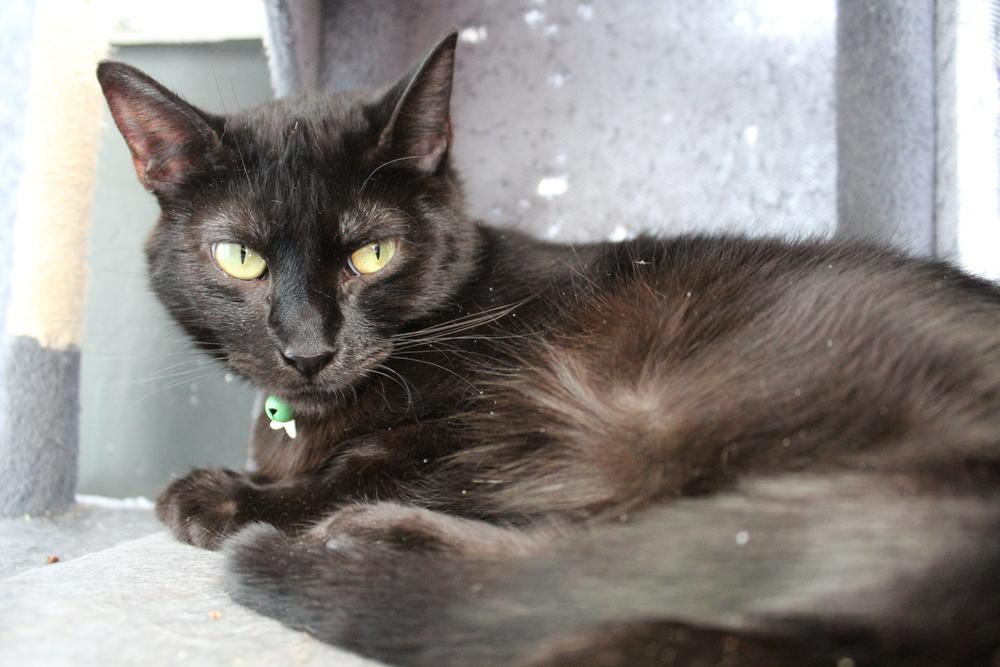 Enlarge Mama Slipper 2024, a Adoptable Domestic Long Hair in Virginia Beach, VA image 1/6