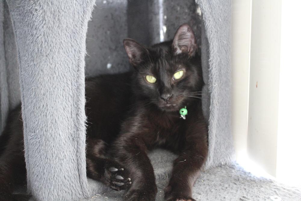 Enlarge Mama Slipper 2024, a Adoptable Domestic Long Hair in Virginia Beach, VA image 2/6