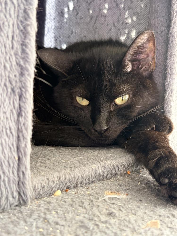 Enlarge Mama Slipper 2024, a Adoptable Domestic Long Hair in Virginia Beach, VA image 3/6