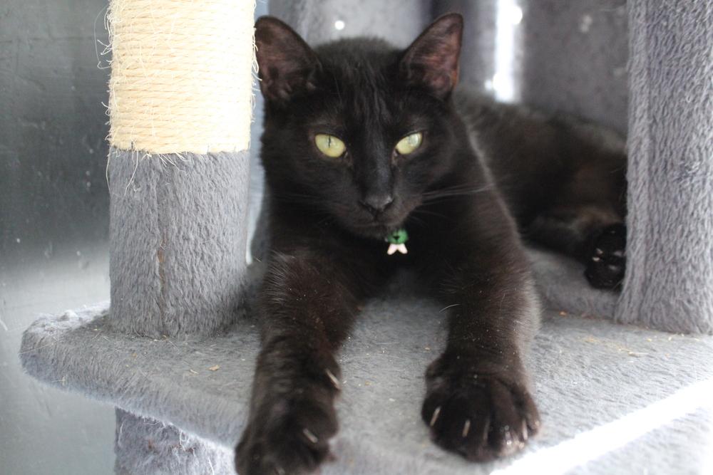 Enlarge Mama Slipper 2024, a Adoptable Domestic Long Hair in Virginia Beach, VA image 4/6