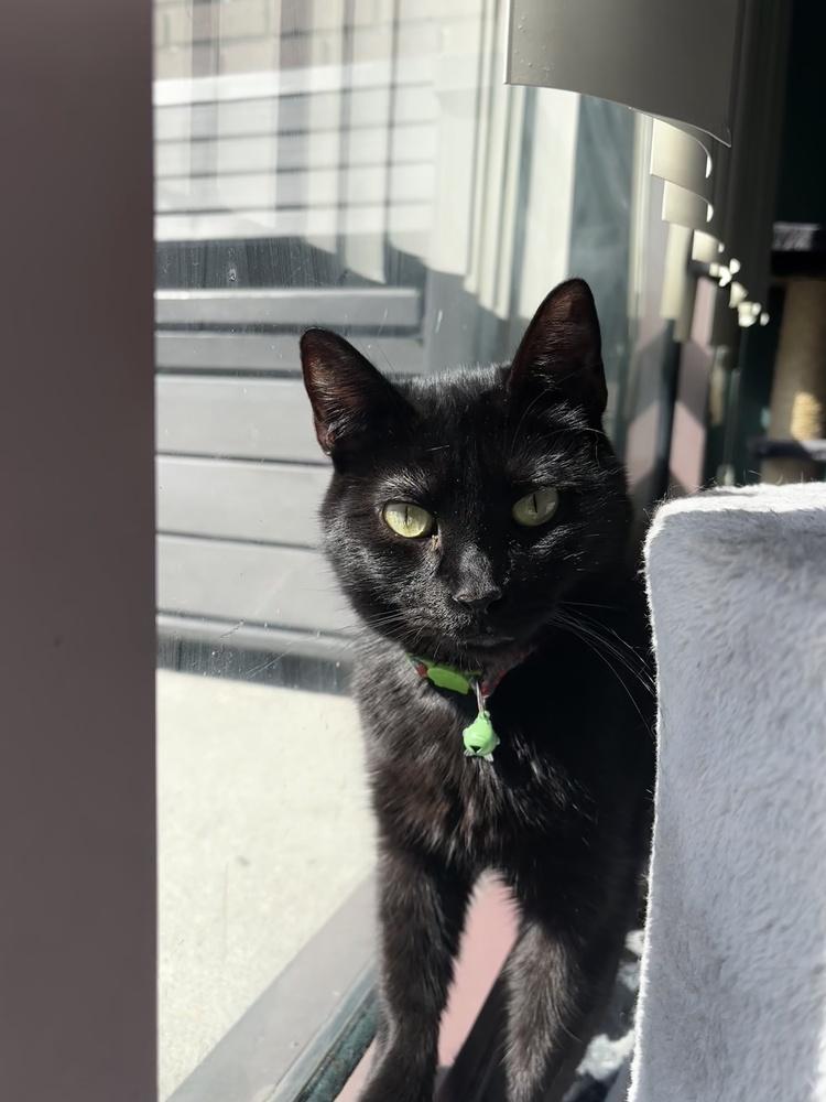 Mama Slipper 2024, a Adoptable Domestic Long Hair in Virginia Beach, VA image 4/6