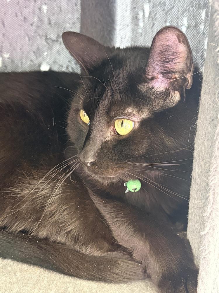 Enlarge Mama Slipper 2024, a Adoptable Domestic Long Hair in Virginia Beach, VA image 5/6