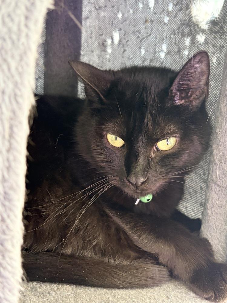 Enlarge Mama Slipper 2024, a Adoptable Domestic Long Hair in Virginia Beach, VA image 6/6