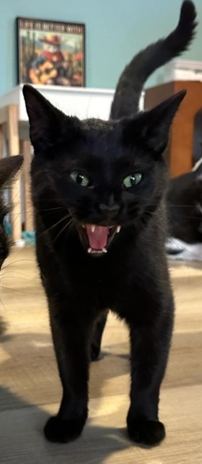 Enlarge Mama Slipper 2024, a Adoptable Domestic Long Hair in Virginia Beach, VA image 2/2