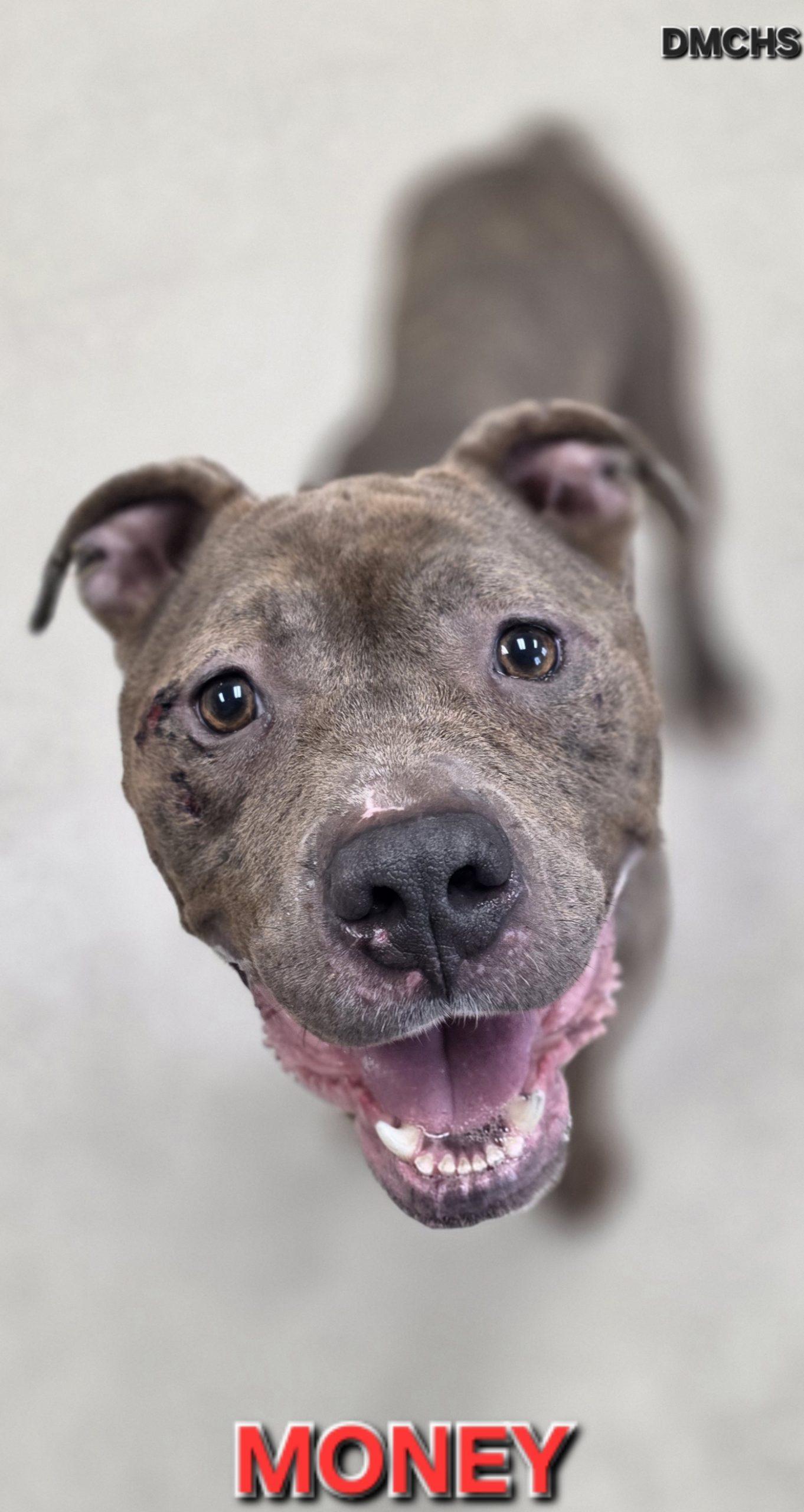 Money, Adoptable, Adult Male Pit Bull Terrier.