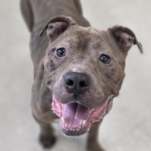 Money, a Adoptable Pit Bull Terrier in Burlington, IA image 1/6