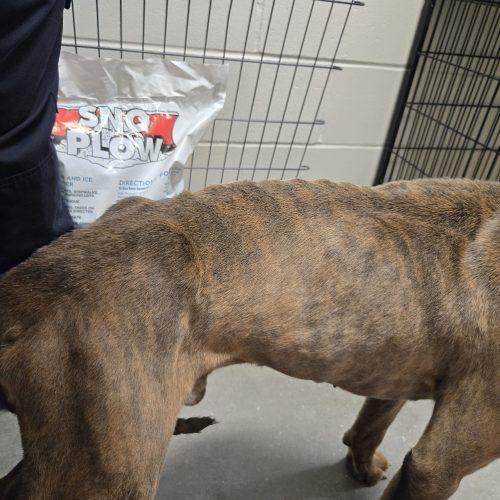 Money, a Adoptable Pit Bull Terrier in Burlington, IA image 4/6