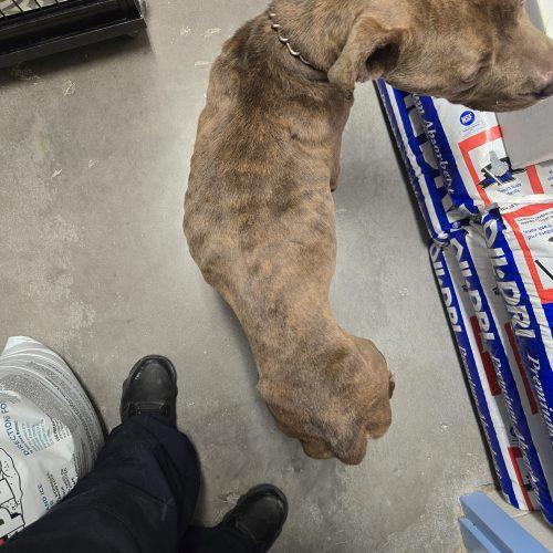 Money, a Adoptable Pit Bull Terrier in Burlington, IA image 5/6