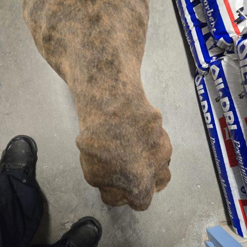 Money, a Adoptable Pit Bull Terrier in Burlington, IA image 6/6