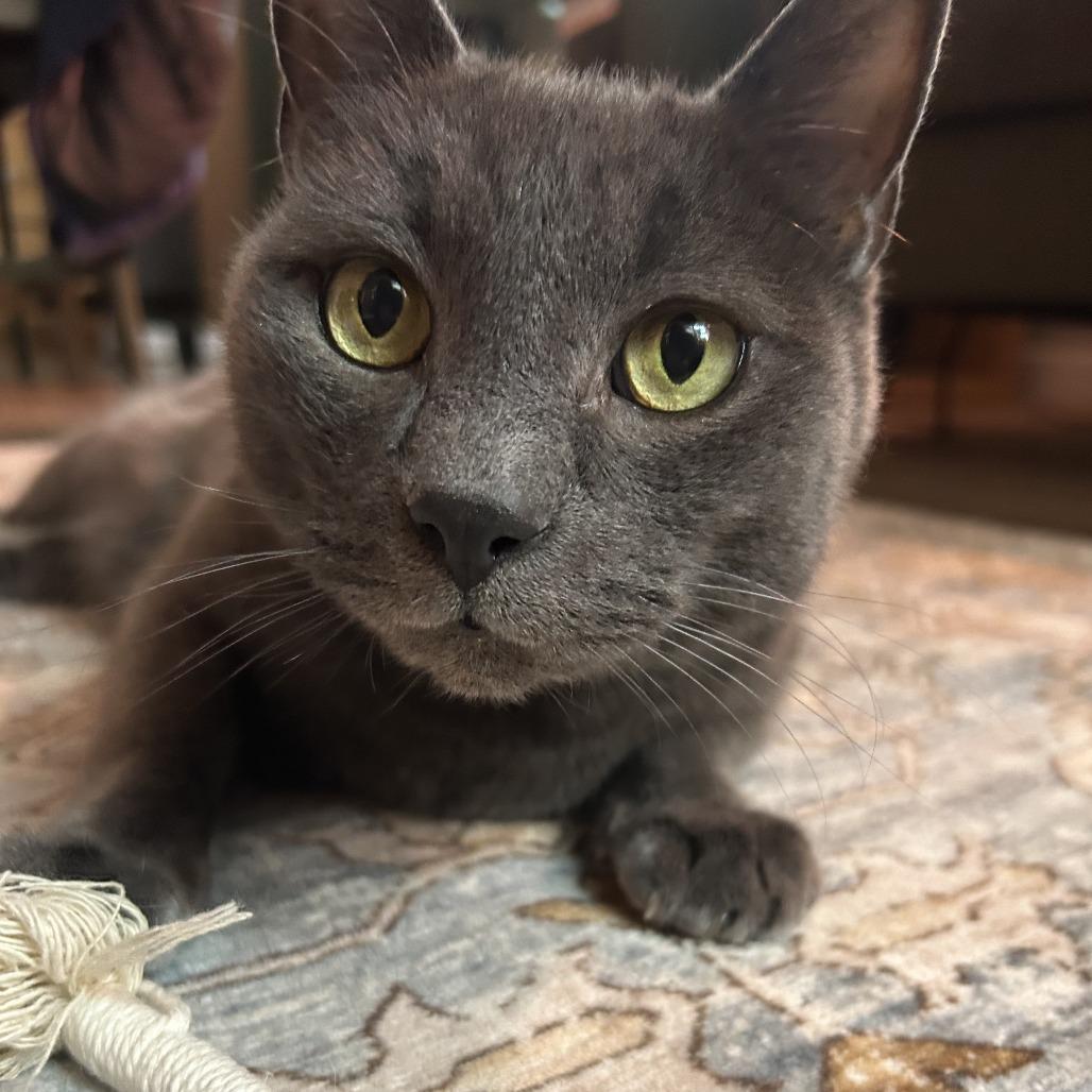 Enlarge Mr. Smokey, a Adoptable Domestic Short Hair in Springfield, OR image 1/6