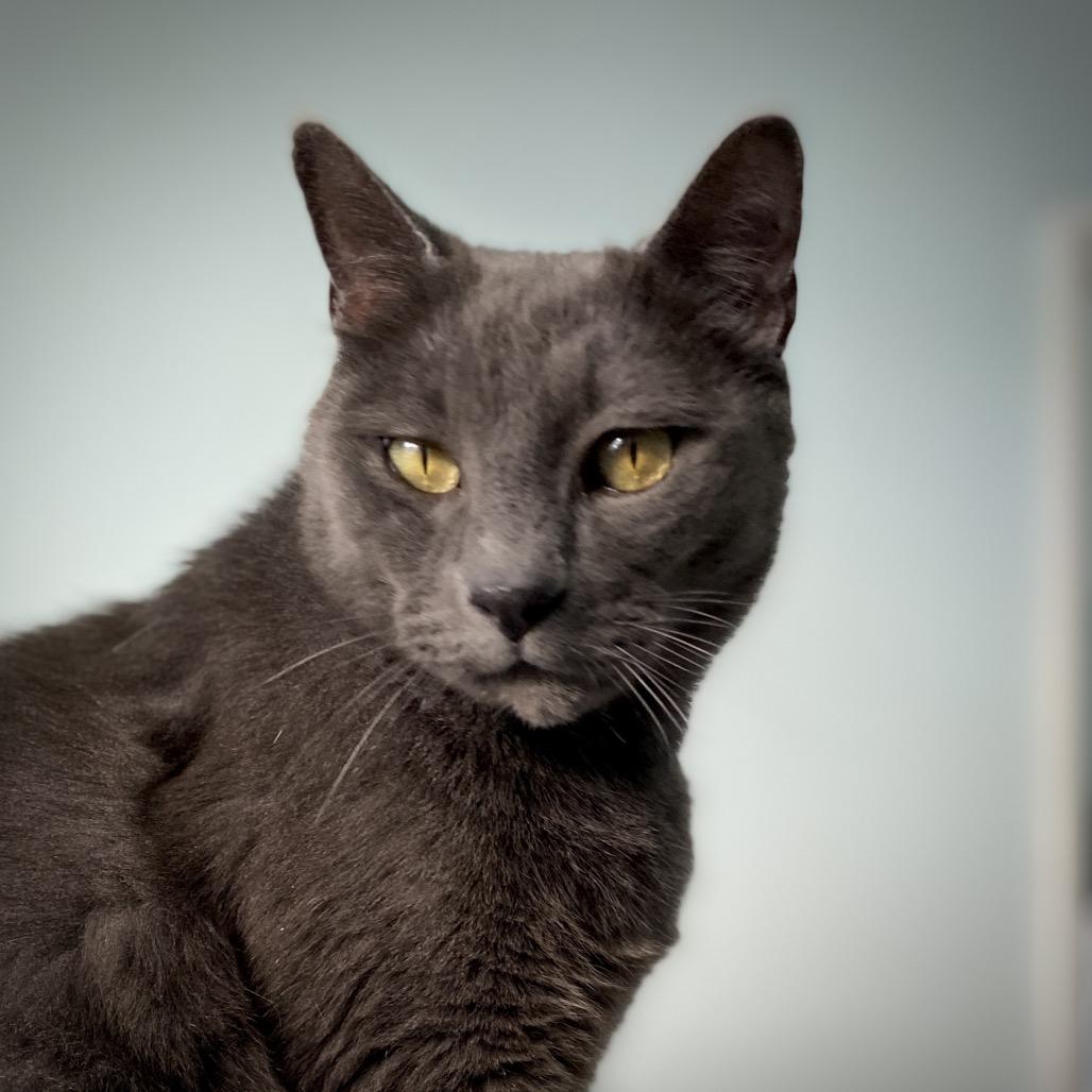 Enlarge Mr. Smokey, a Adoptable Domestic Short Hair in Springfield, OR image 2/6