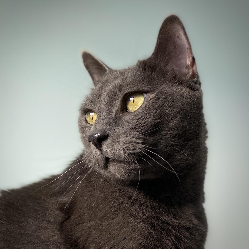Enlarge Mr. Smokey, a Adoptable Domestic Short Hair in Springfield, OR image 6/6