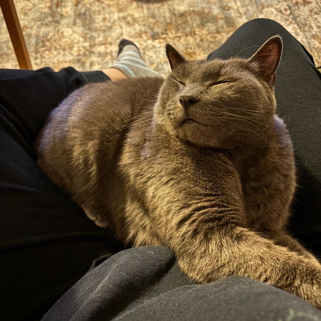 Enlarge Mr. Smokey, a Adoptable Domestic Short Hair in Springfield, OR image 3/6