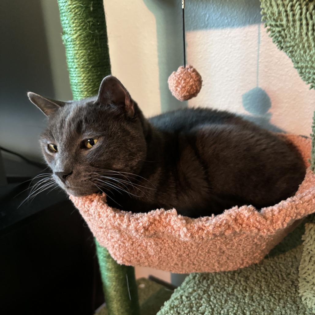 Enlarge Mr. Smokey, a Adoptable Domestic Short Hair in Springfield, OR image 4/6