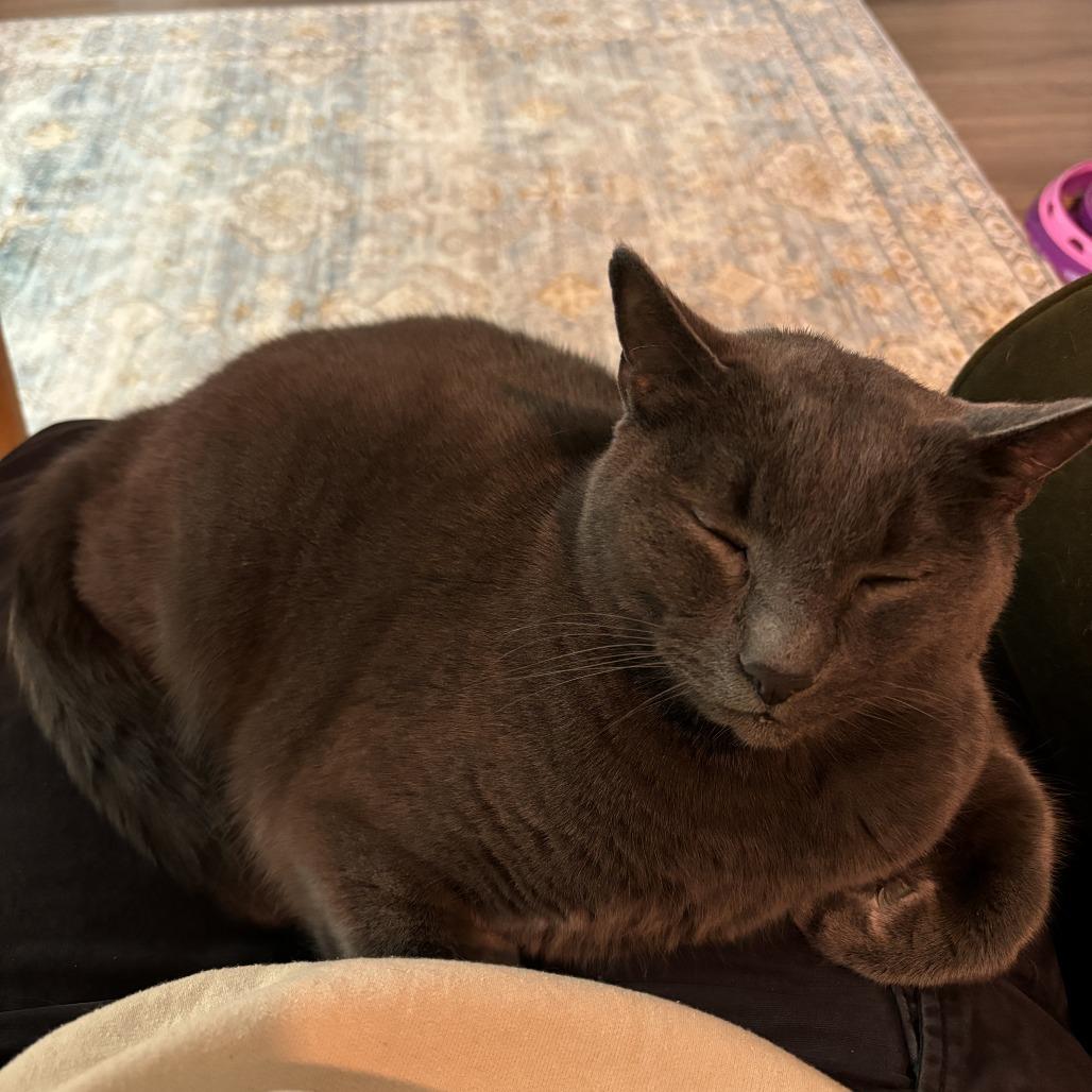 Enlarge Mr. Smokey, a Adoptable Domestic Short Hair in Springfield, OR image 5/6