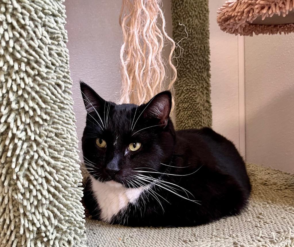 Enlarge Aster, a Adoptable mixed breed in Clinton, SC image 1/5