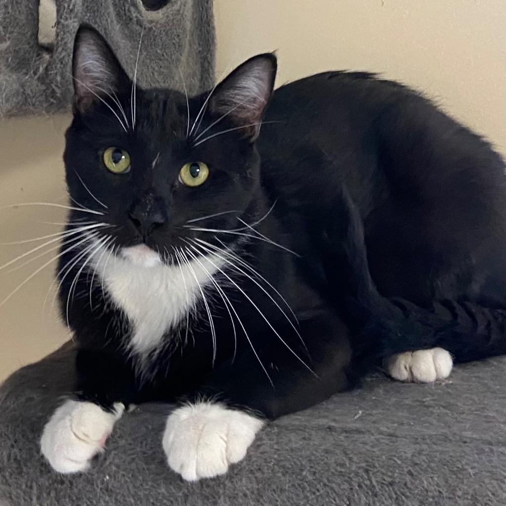 Enlarge Aster, a Adoptable mixed breed in Clinton, SC image 3/5