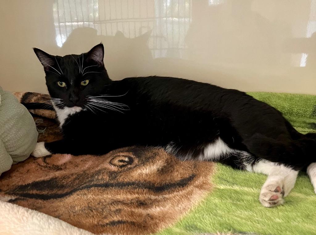 Enlarge Aster, a Adoptable mixed breed in Clinton, SC image 4/5