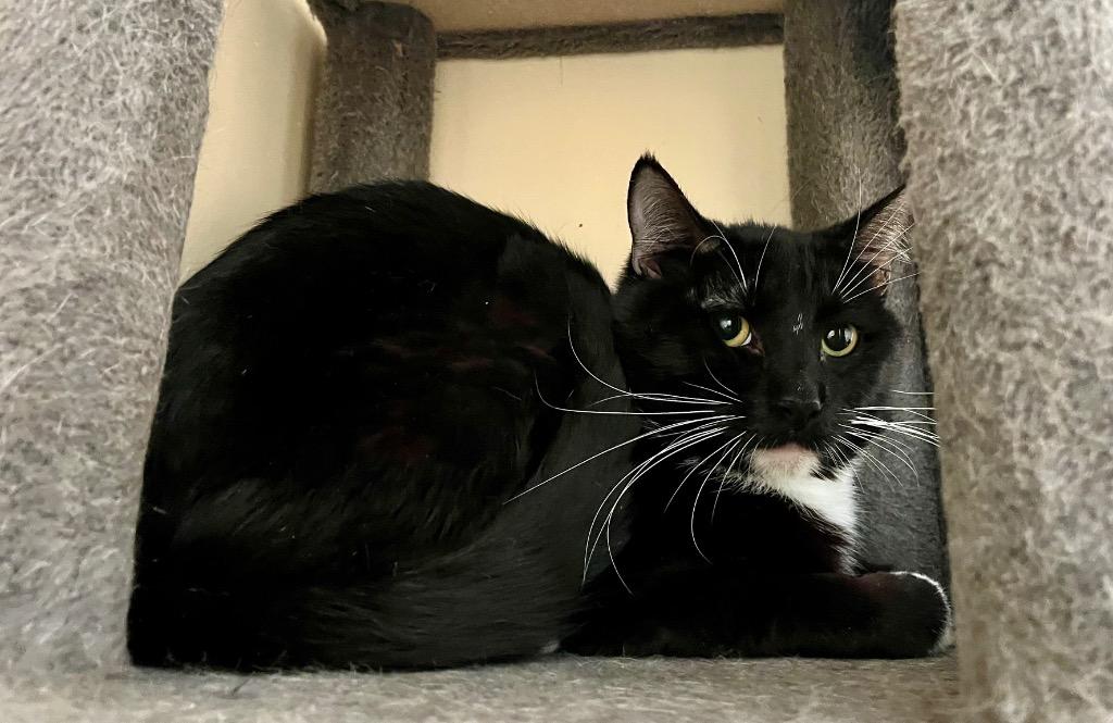 Enlarge Aster, a Adoptable mixed breed in Clinton, SC image 5/5