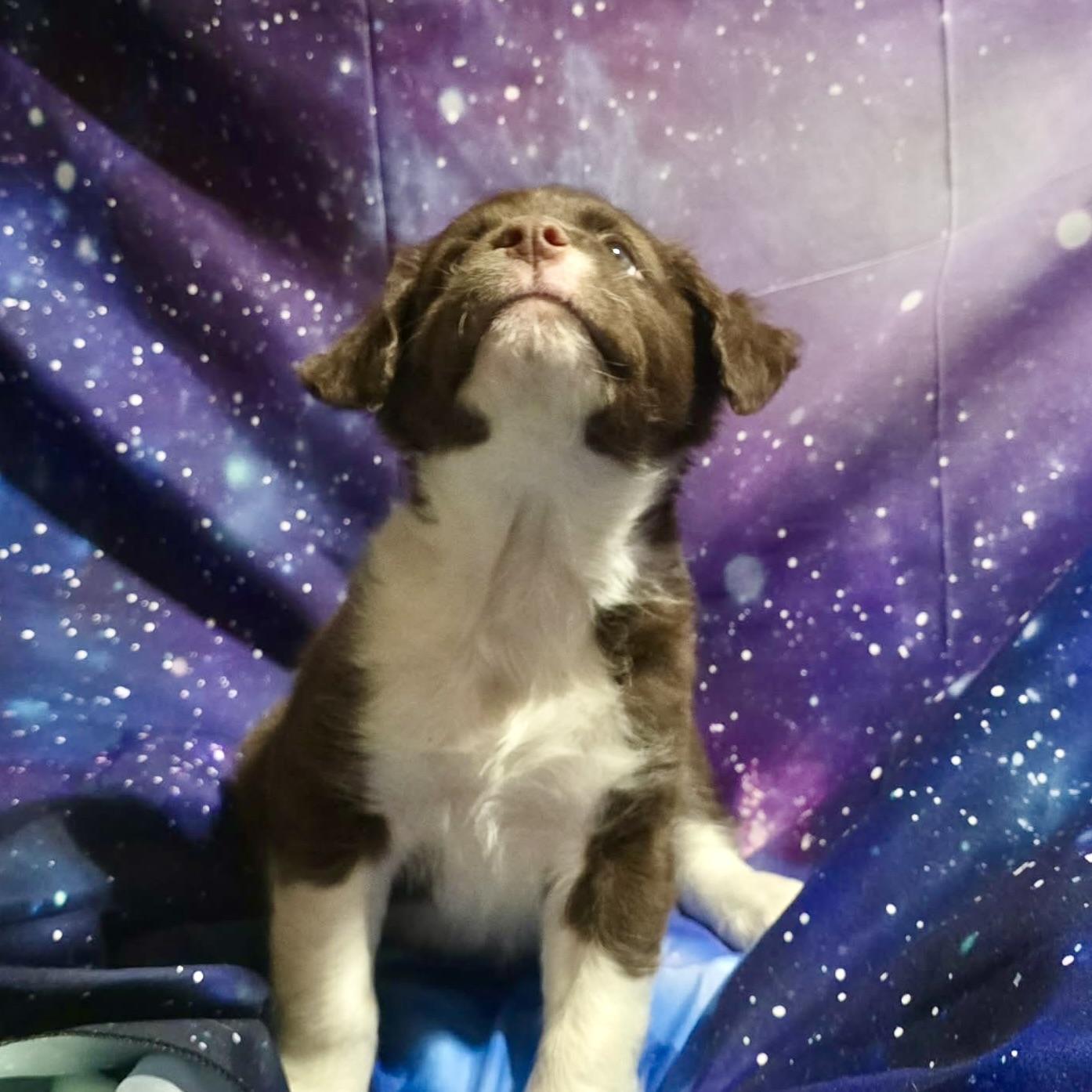 Enlarge Saturn, a ADOPTABLE Terrier in Prior Lake, MN image 4/5