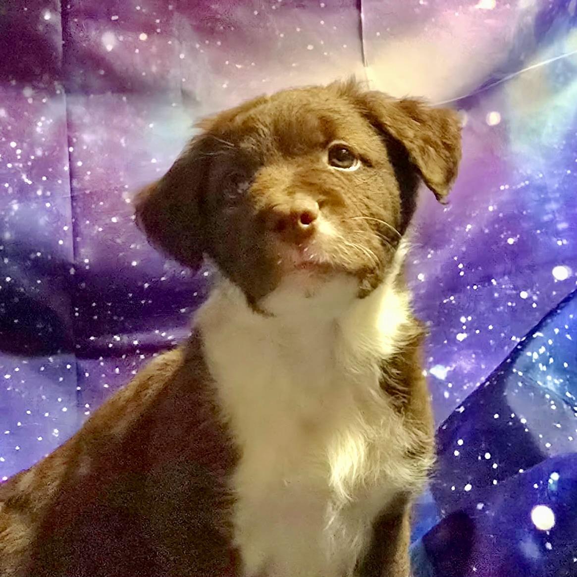 Enlarge Saturn, a ADOPTABLE Terrier in Prior Lake, MN image 3/5