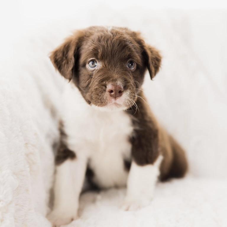 Enlarge Saturn, a ADOPTABLE Terrier in Prior Lake, MN image 2/5