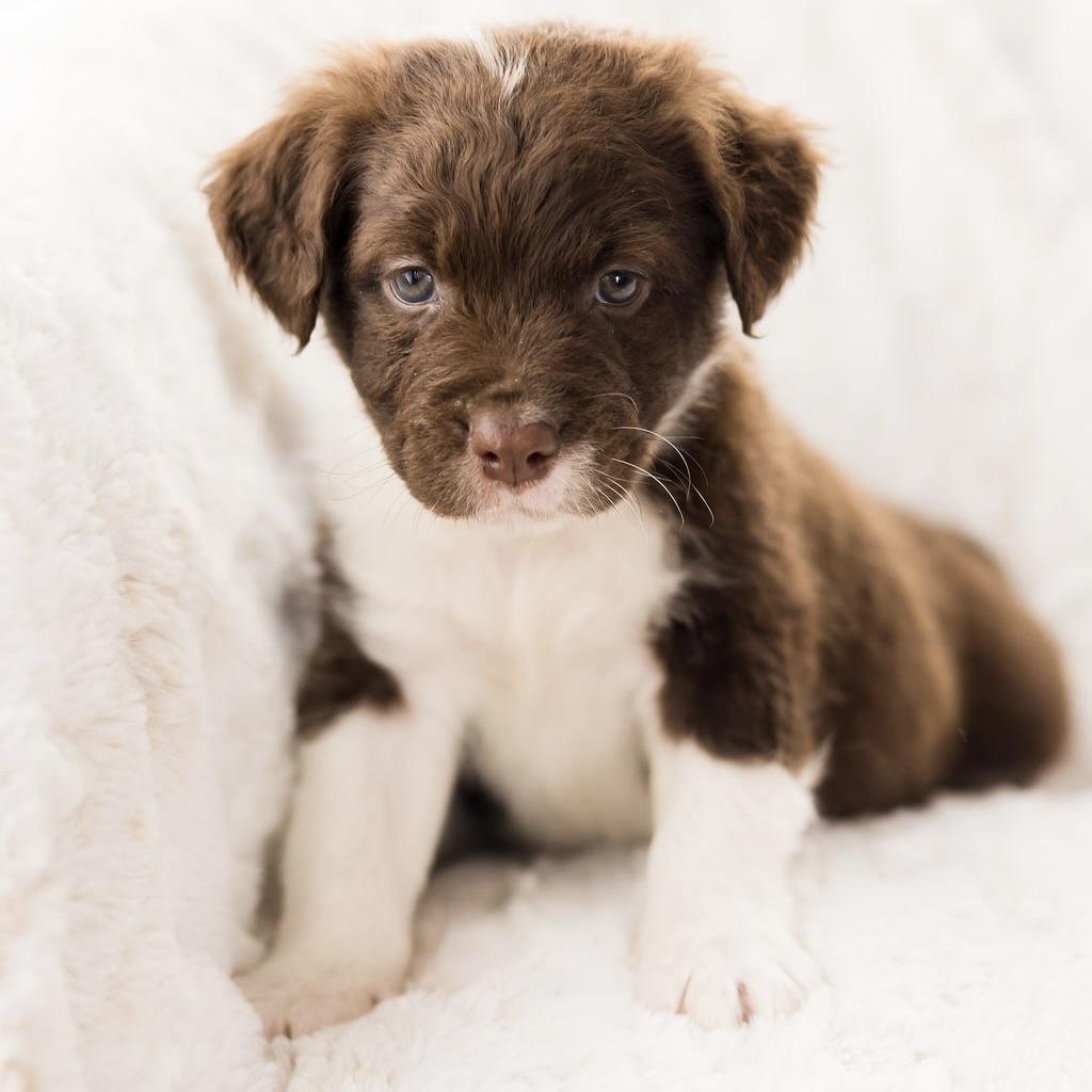 Enlarge Saturn, a ADOPTABLE Terrier in Prior Lake, MN image 5/5